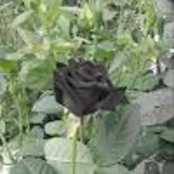 Natural Black Rose 